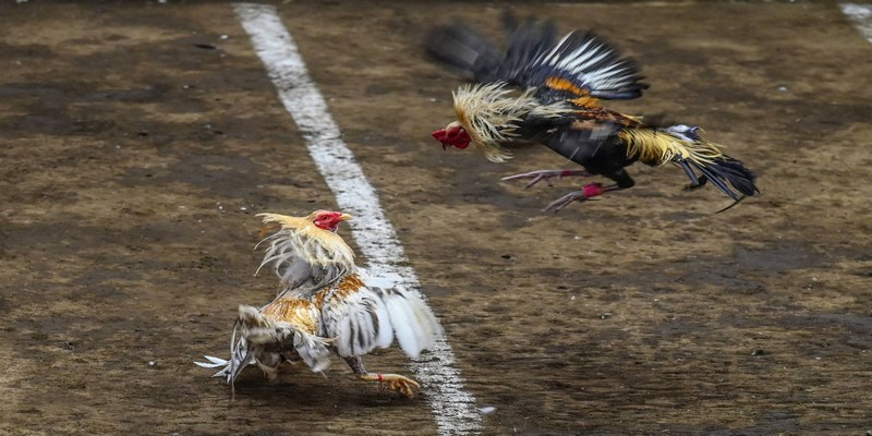 Các điểm nổi bật chỉ có tại đá gà Luck8 cho các tín đồ