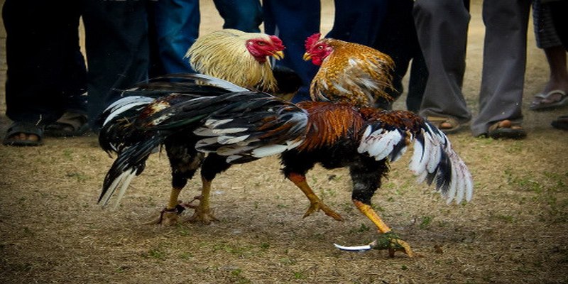 Hé lộ các mẹo chơi bất bại dành cho mọi hội viên