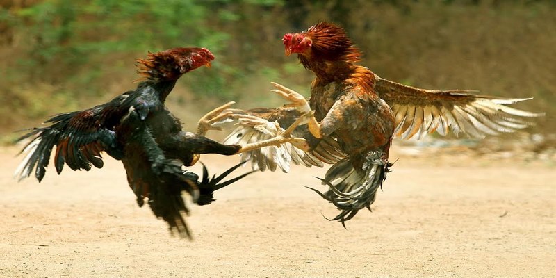 Đá gà Luck8 sự trải nghiệm muôn màu dành cho tín đồ